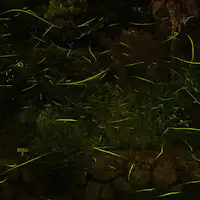 เดินเพียง 1 นาที! ชมแสงหิ่งห้อยในพื้นที่ของเรา☆