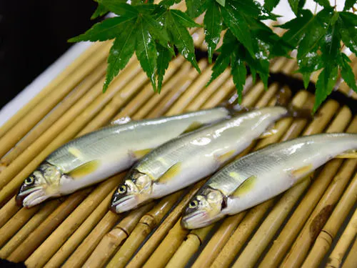 「鮎」料理