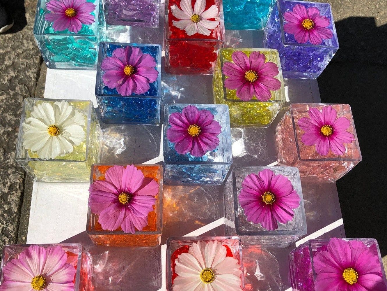 般若寺　コスモス