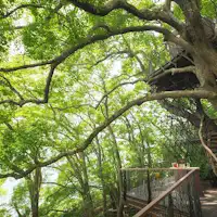 森の空中基地くすくす