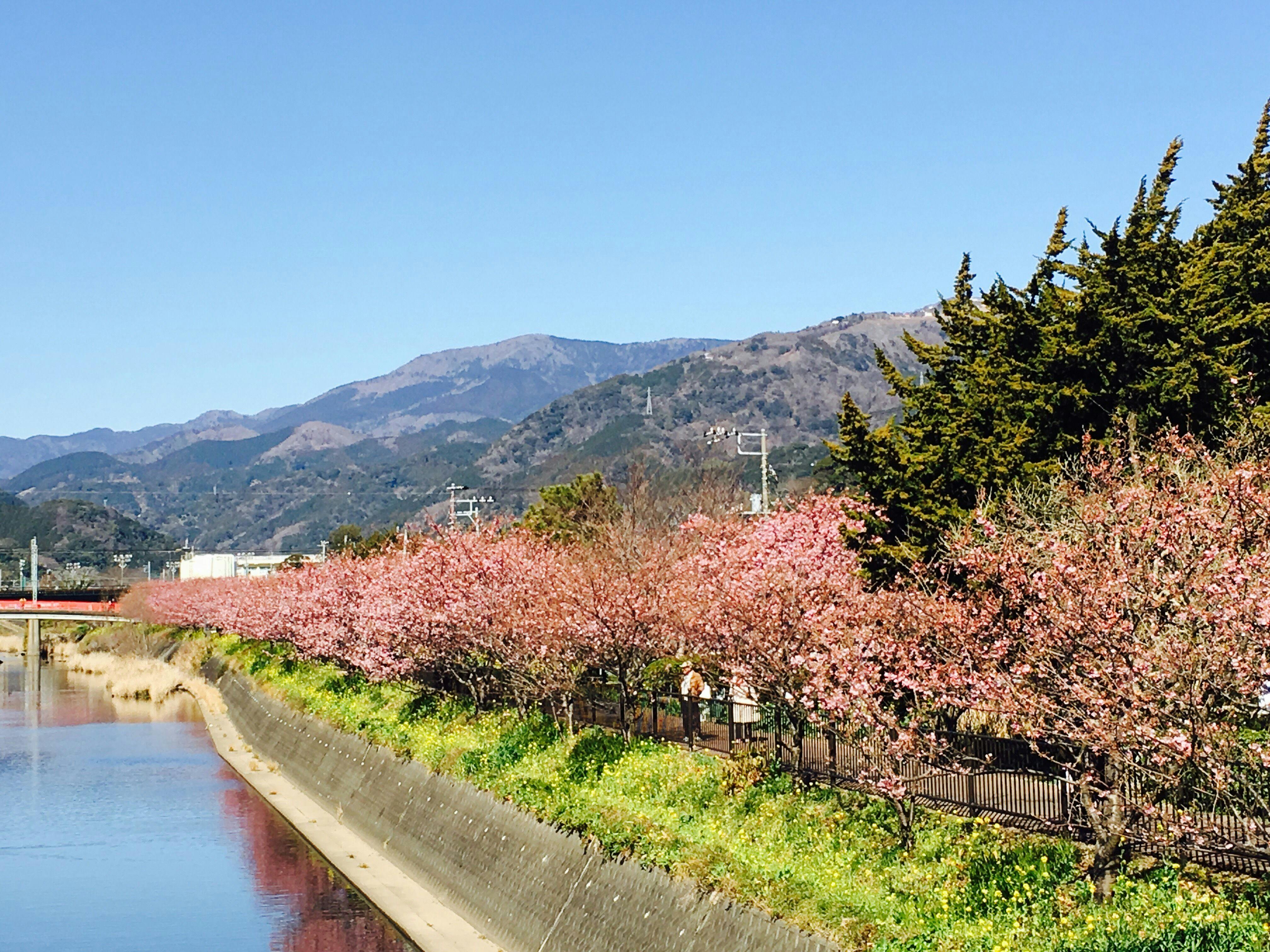 河津桜2017.02.12撮影