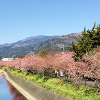 河津桜2017.02.12撮影