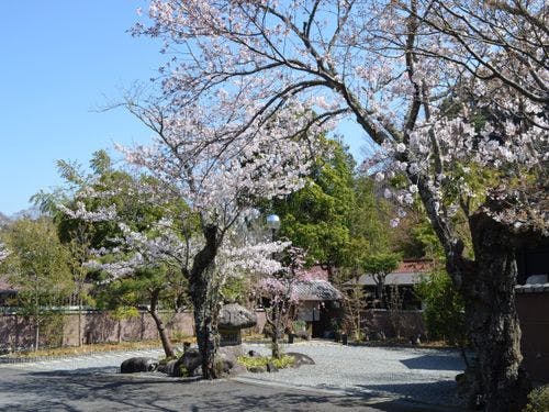 庭園に咲くソメイヨシノ