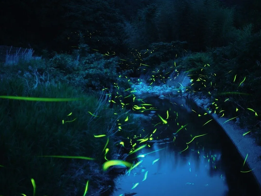 반딧불이 명소까지 무료 셔틀 서비스를 제공합니다.