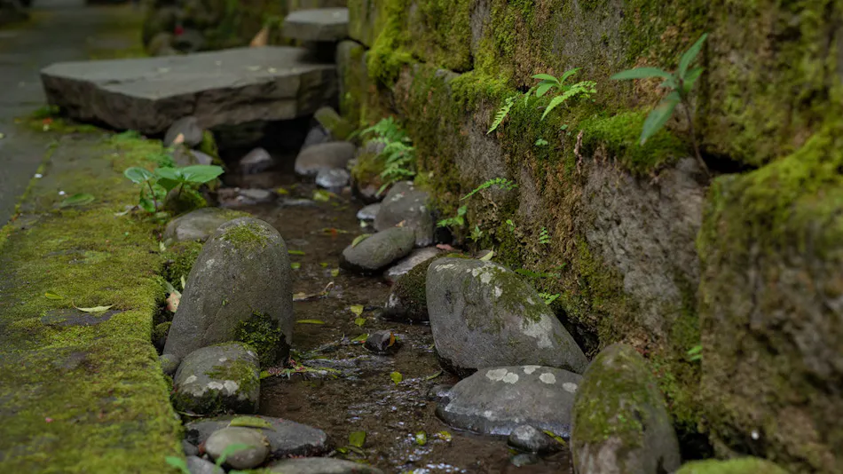 Hatago Kayausagi