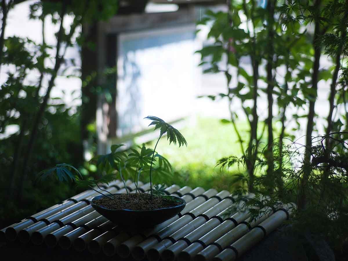 7室だけの小さな旅館「さかえや」