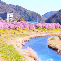 เทศกาลซากุระและดอกนาโนะฮานะ มินามิ