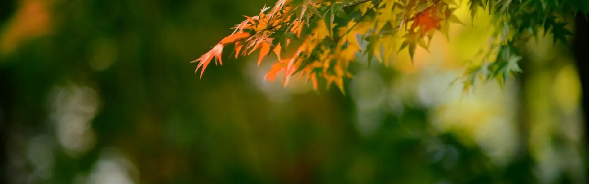 蔵王温泉 和歌(うた)の宿 わかまつや
