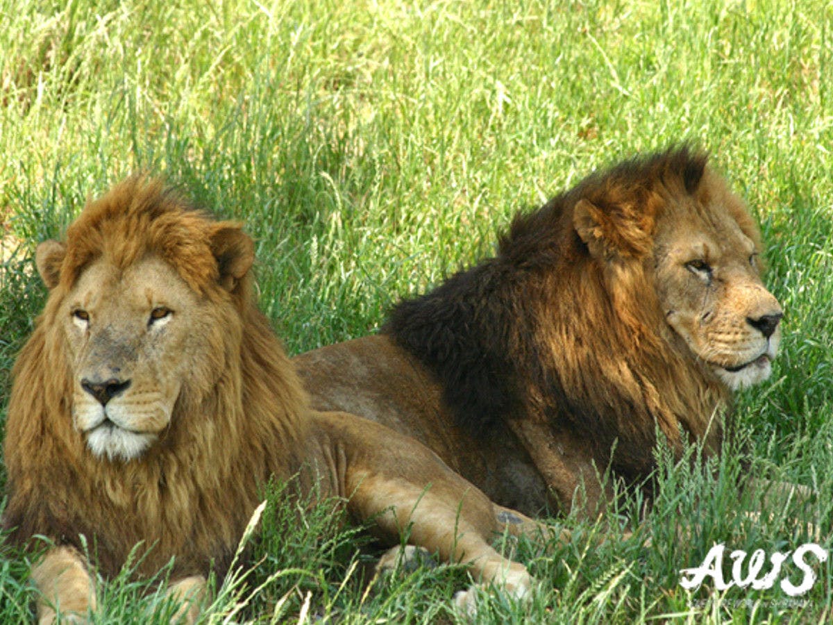 ราชาแห่งสัตว์ป่า สิงโต ที่ Adventure World