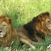 ราชาแห่งสัตว์ป่า สิงโต ที่ Adventure World