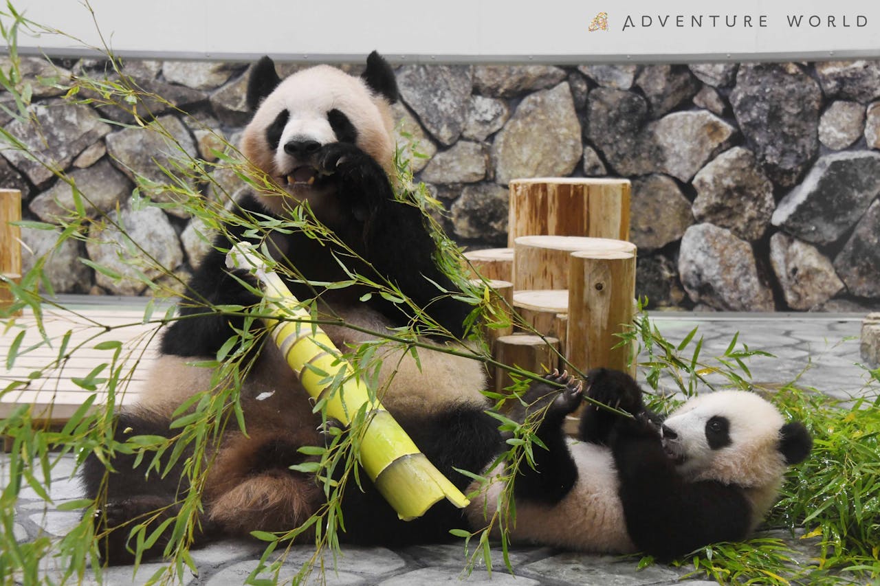 アドベンチャーワールド