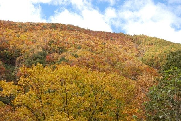 유노마루 고원의 황금빛으로 빛나는 낙엽송 단풍