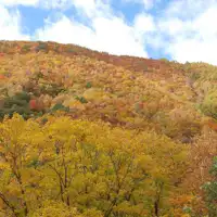 유노마루 고원의 황금빛으로 빛나는 낙엽송 단풍
