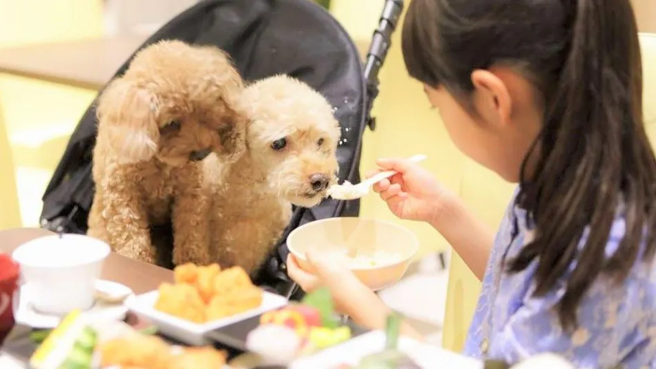 Regina Resort Kamogawa - Dog Wellness Beach -