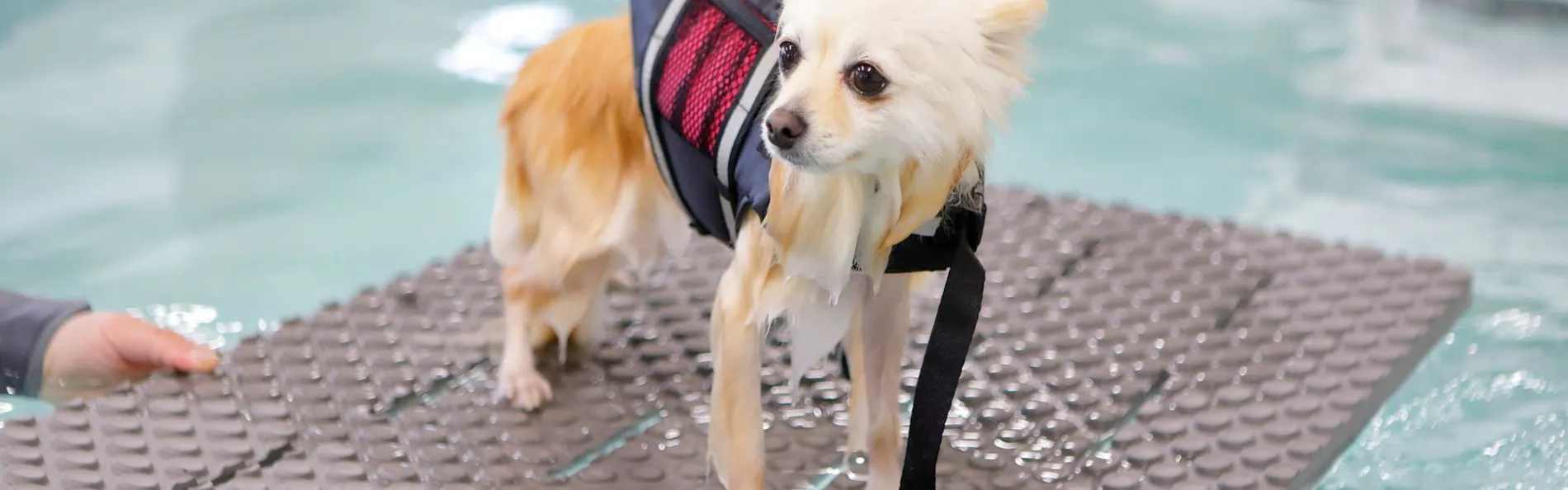 レジーナリゾート鴨川-DogWellnessBeach-