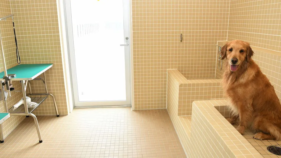 Regina Resort Kamogawa - Dog Wellness Beach -