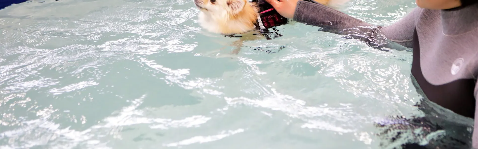 レジーナリゾート鴨川-DogWellnessBeach-