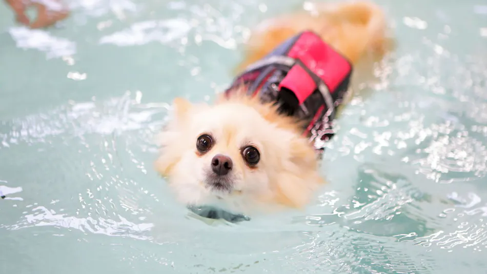 Regina Resort Kamogawa - Dog Wellness Beach -