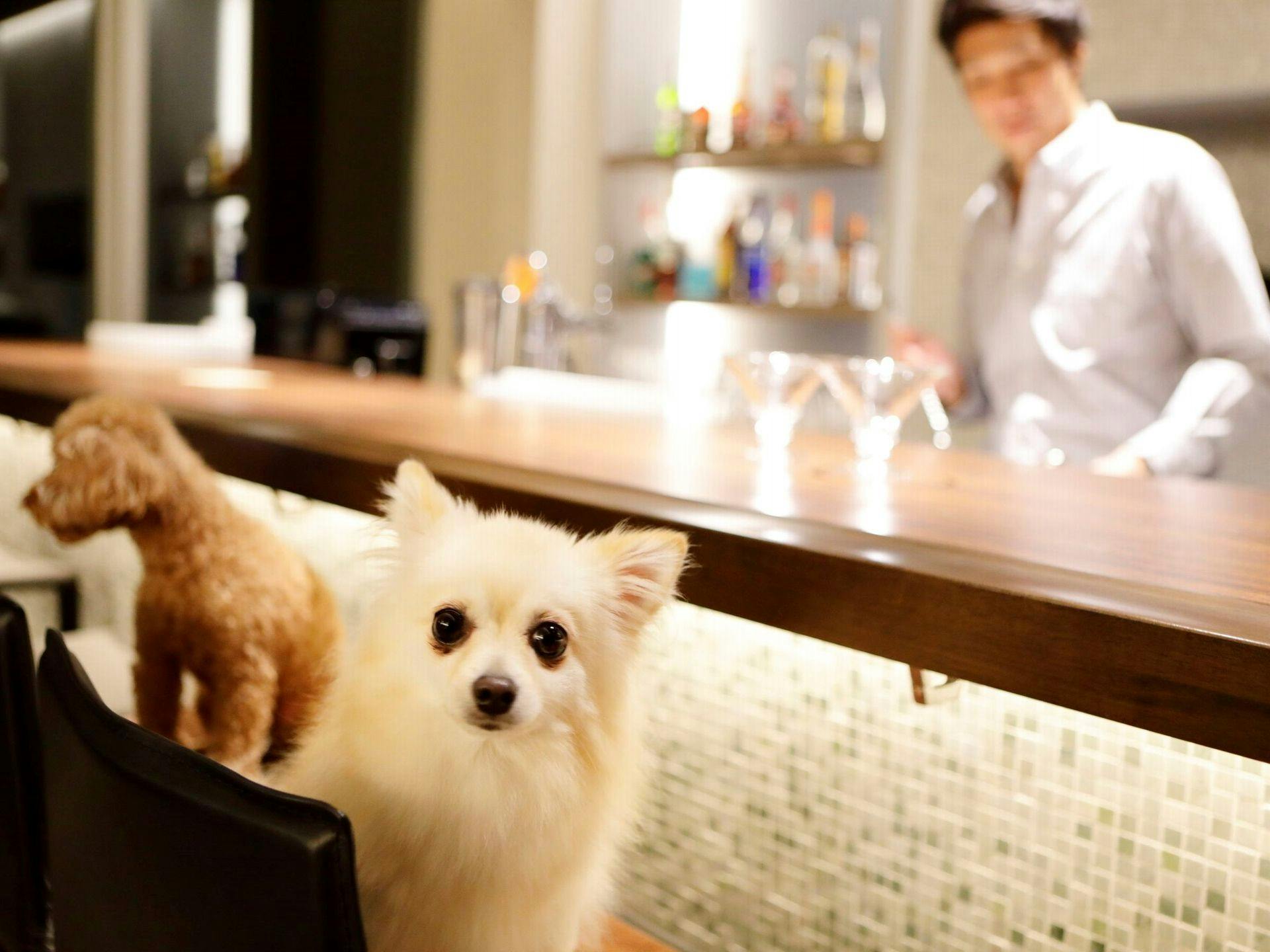 千葉 ペットと泊まれる宿 選 宿泊予約は 一休 Com