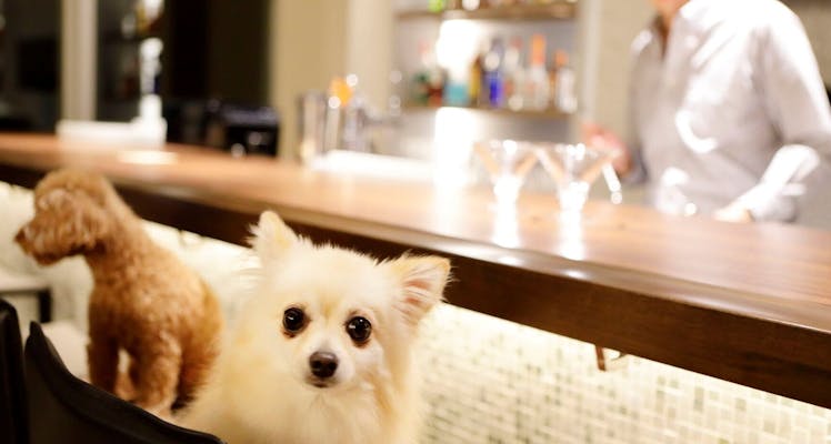 千葉 ペットと泊まれる宿 選 宿泊予約は 一休 Com 千葉 ペットと泊まれる宿 選 宿泊予約は 一休 Com