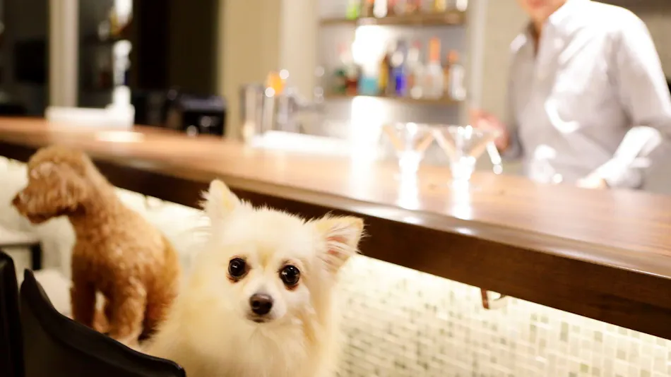 Regina Resort Kamogawa - Dog Wellness Beach -