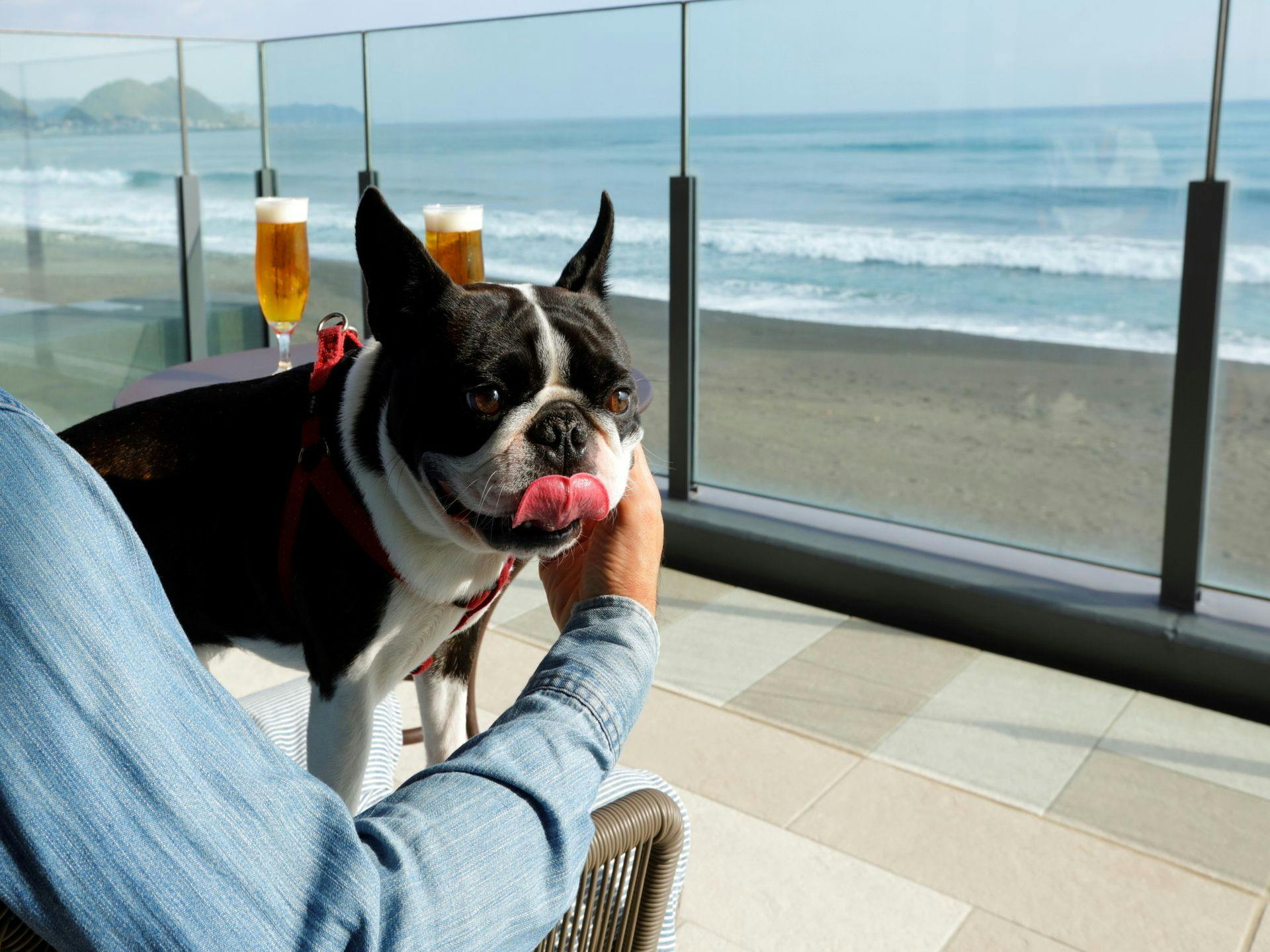 レジーナリゾート鴨川－DogWellnessBeach－