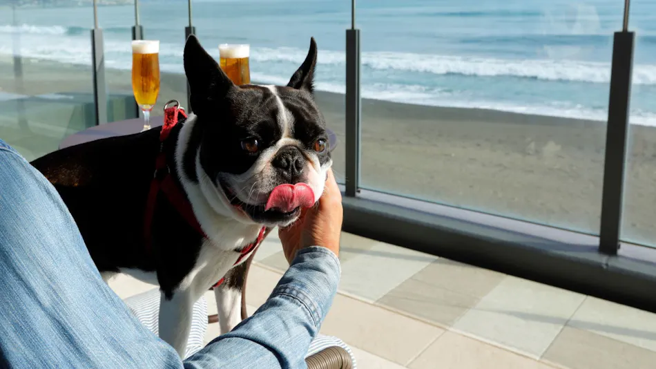 Regina Resort Kamogawa - Dog Wellness Beach -