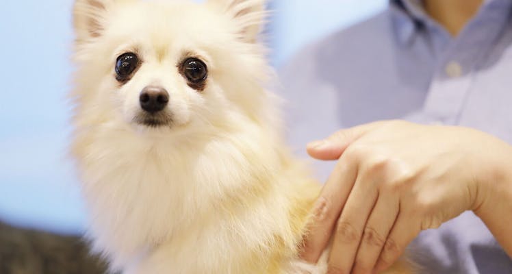 千葉 ペットと泊まれる宿 選 宿泊予約は 一休 Com 千葉 ペットと泊まれる宿 選 宿泊予約は 一休 Com