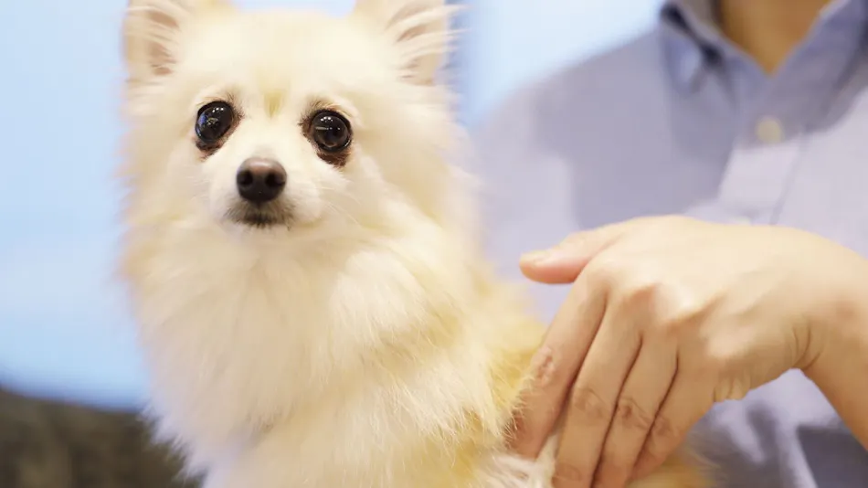 Regina Resort Kamogawa - Dog Wellness Beach -