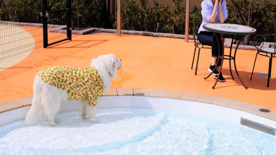Regina Resort Kamogawa - Dog Wellness Beach -