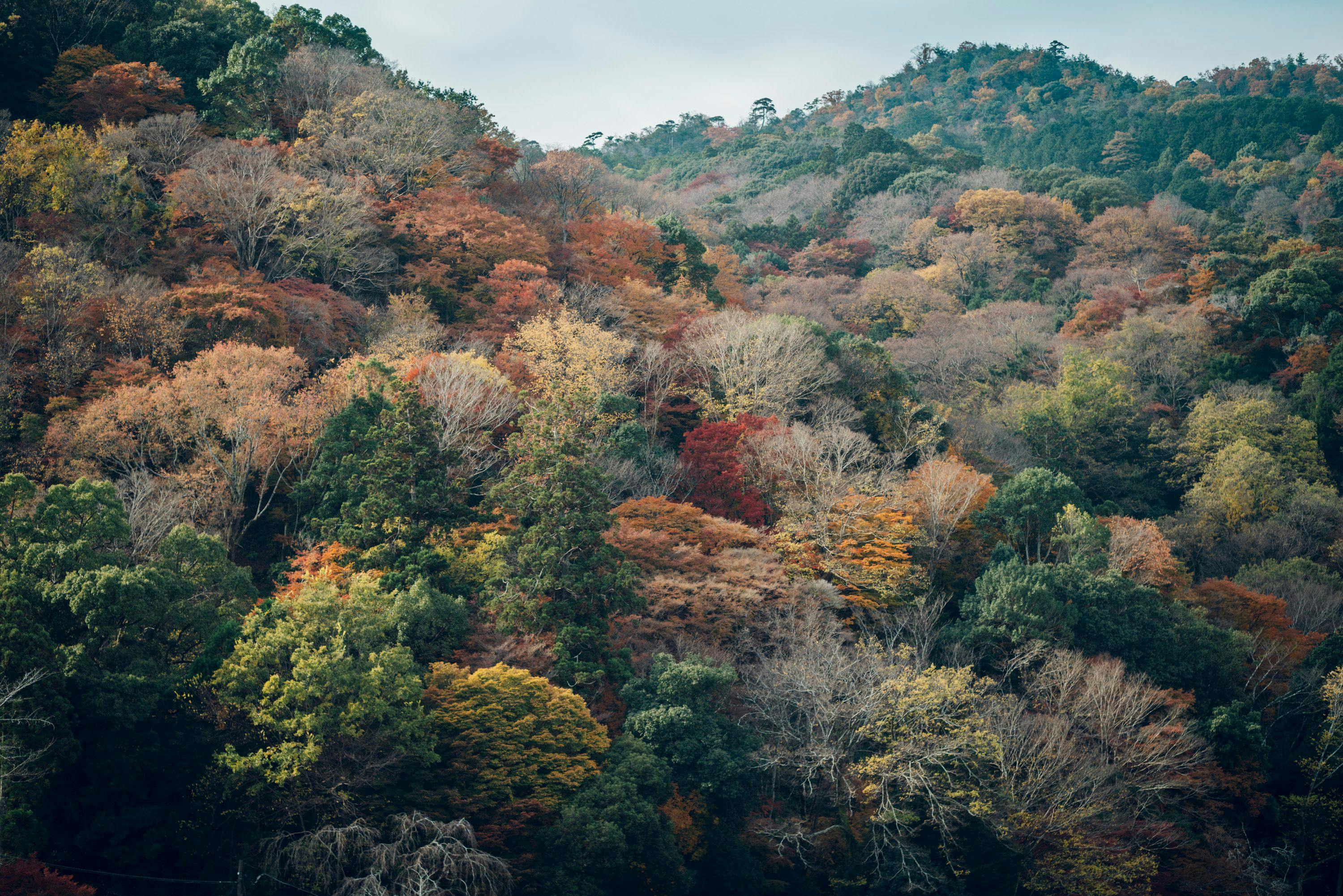 Muni様 専用 （MUNI KYOTO by 温故知新 -宿泊予約なら 【Yahoo  