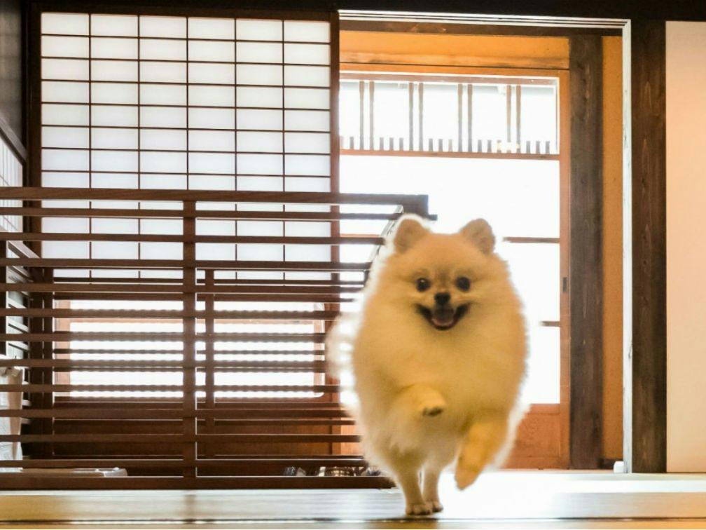 【ペットOK】自然と歴史豊かな八女で愛犬と贅沢ステイ。スタンダード2食付プラン（レストラン）