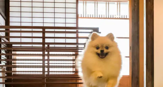 【ペットOK】自然と歴史豊かな八女で愛犬と贅沢ステイ。スタンダード2食付プラン(レストラン)