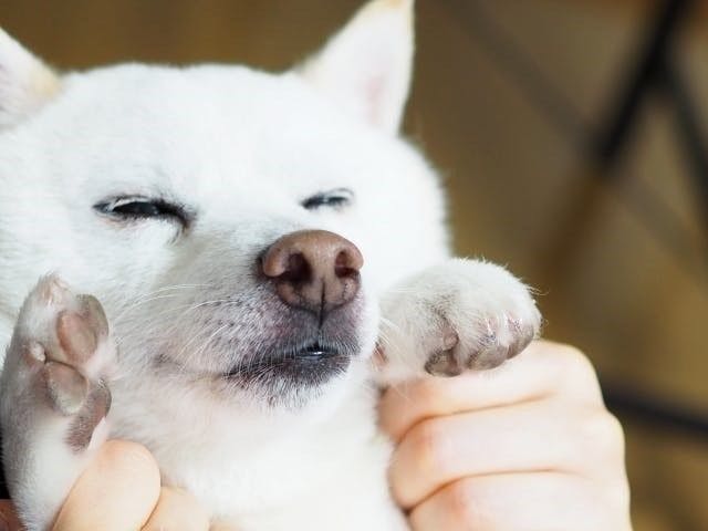 VMGグランド(愛犬と泊まる・2名定員)