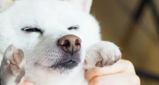 VMGグランド(愛犬と泊まる・2名定員)