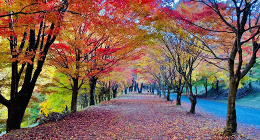 【秋旅限定】心ときめく紅葉と美食の旅×全室温泉露天風呂付。選べる創作ディナー <最大29%OFF>