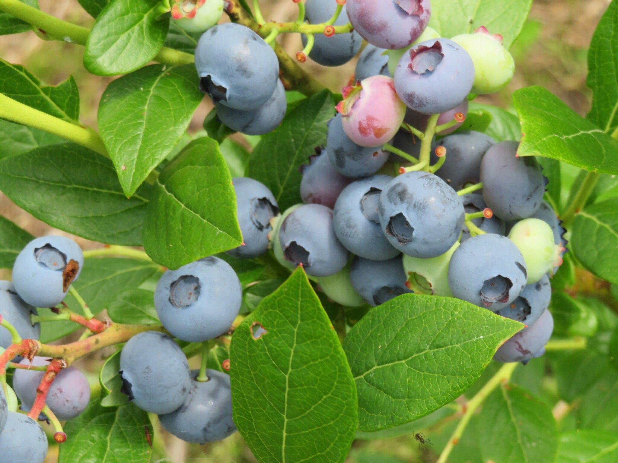 ブルーベリー狩り