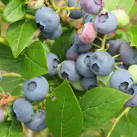 ブルーベリー狩り