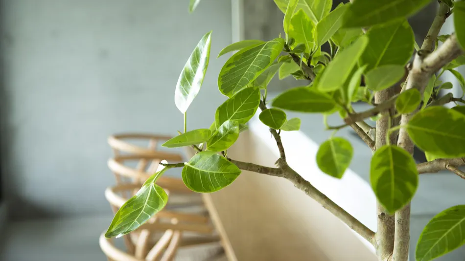 Misaki Terrace: A Small Hotel in Setouchi