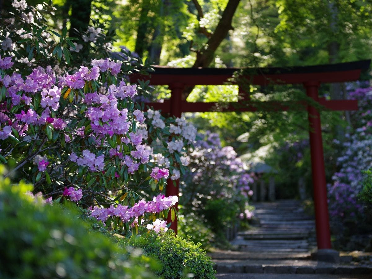 【岡寺】紫陽花