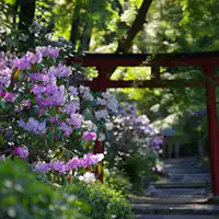 【岡寺】紫陽花