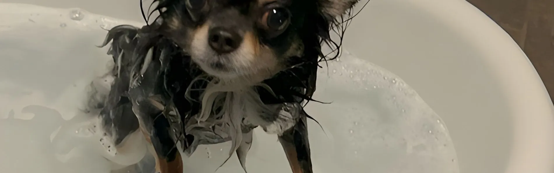 Doggyスイートペロ