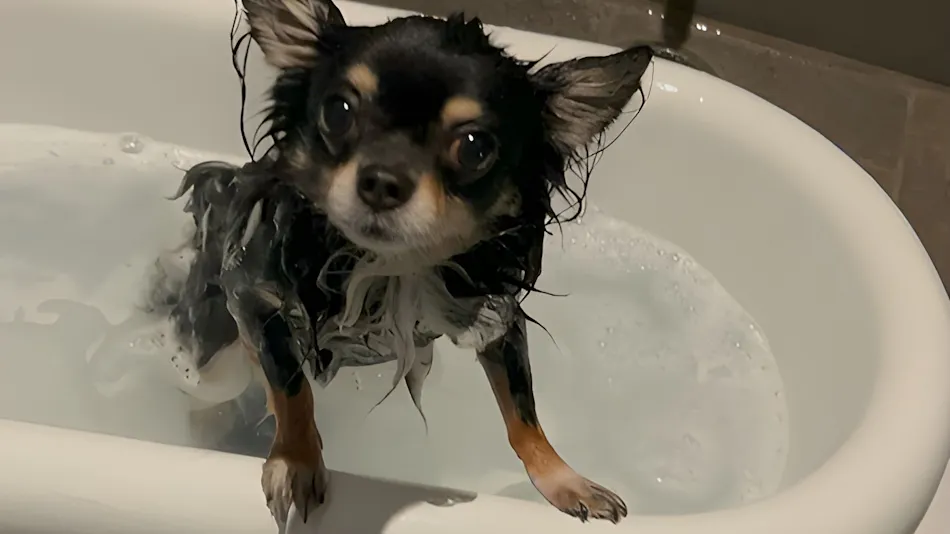 Doggy Suite Pero
