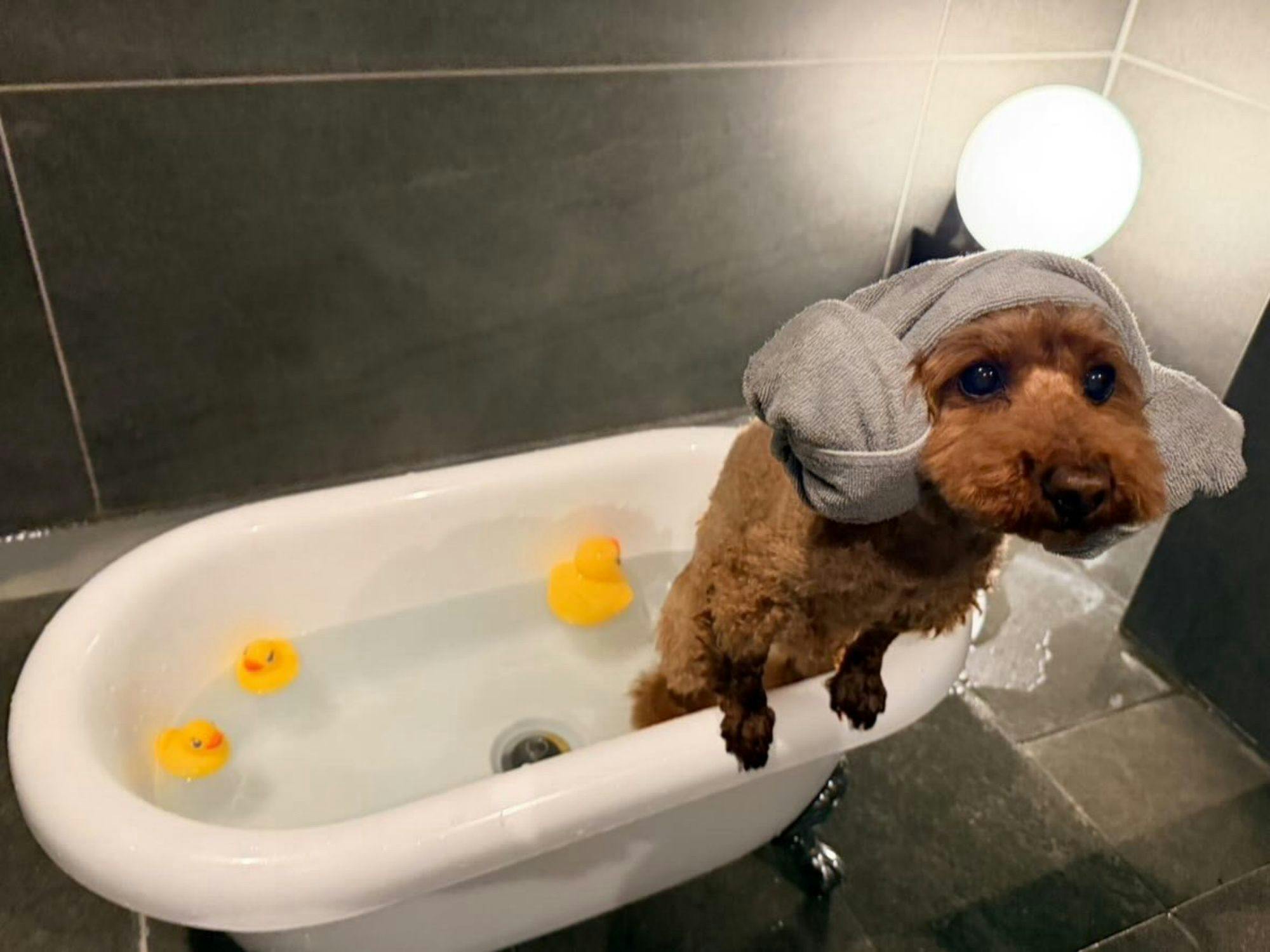Doggyスイートペロ