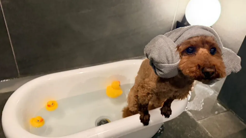 Doggy Suite Pero