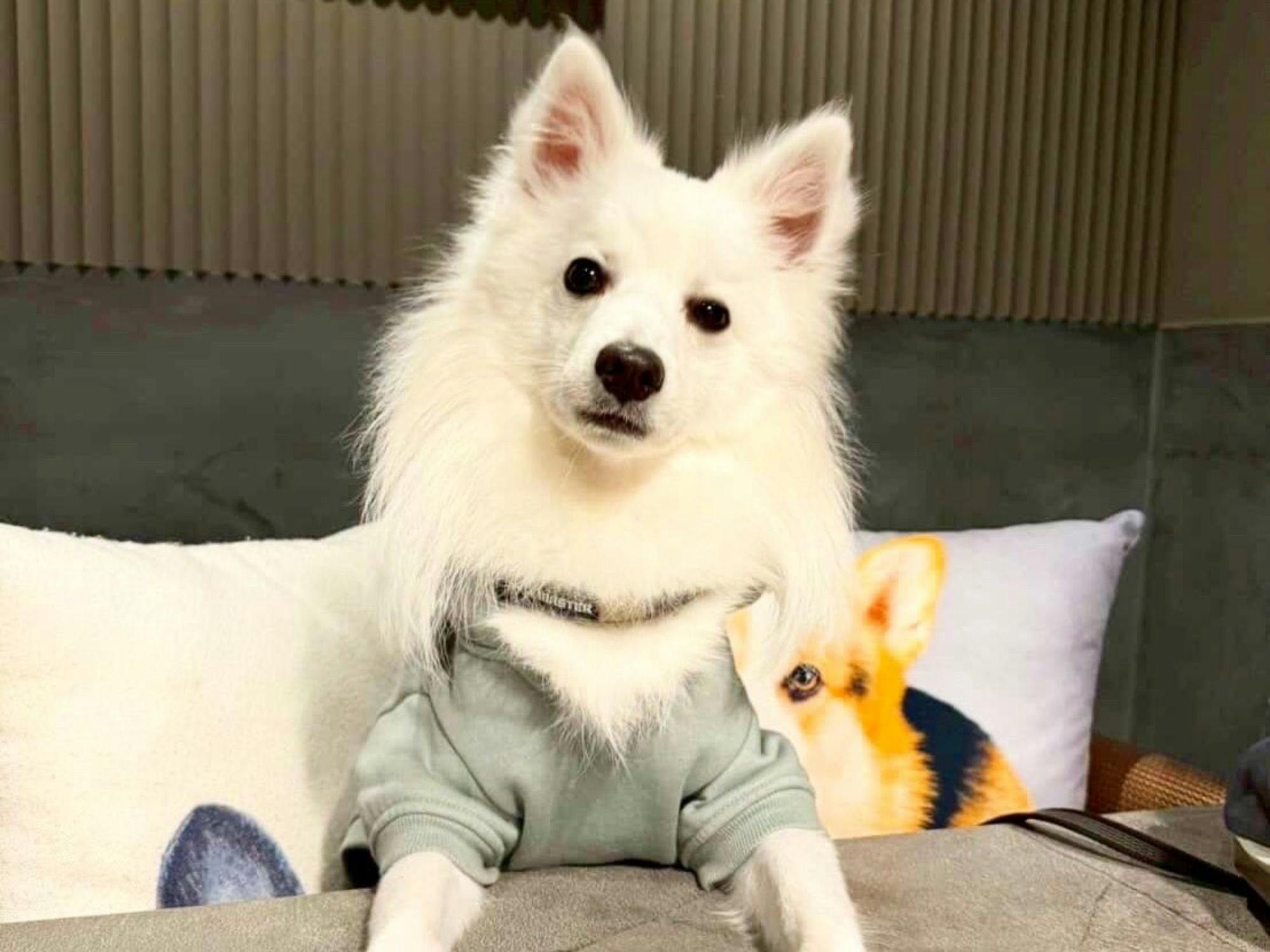 Doggyスイートペロ