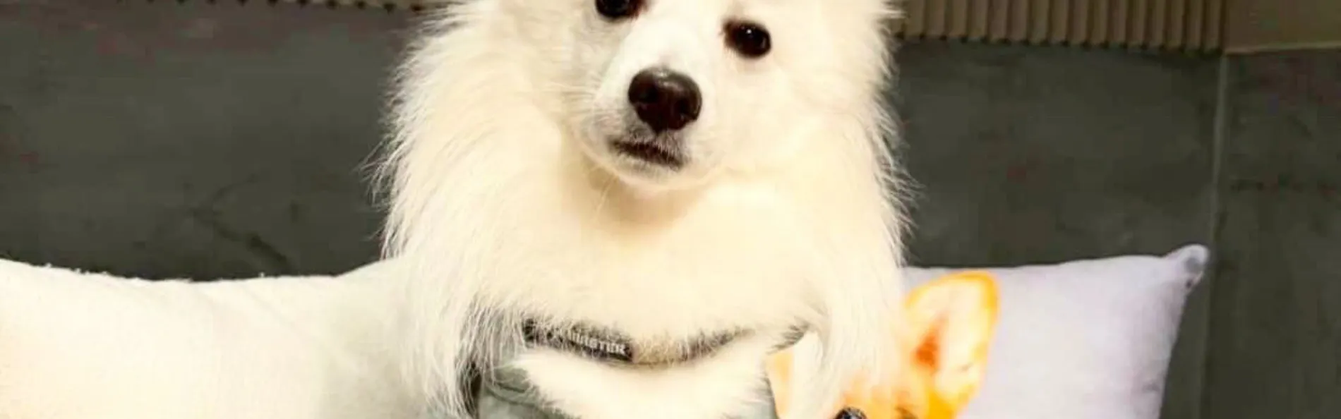Doggyスイートペロ