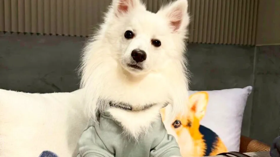 Doggy Suite Pero