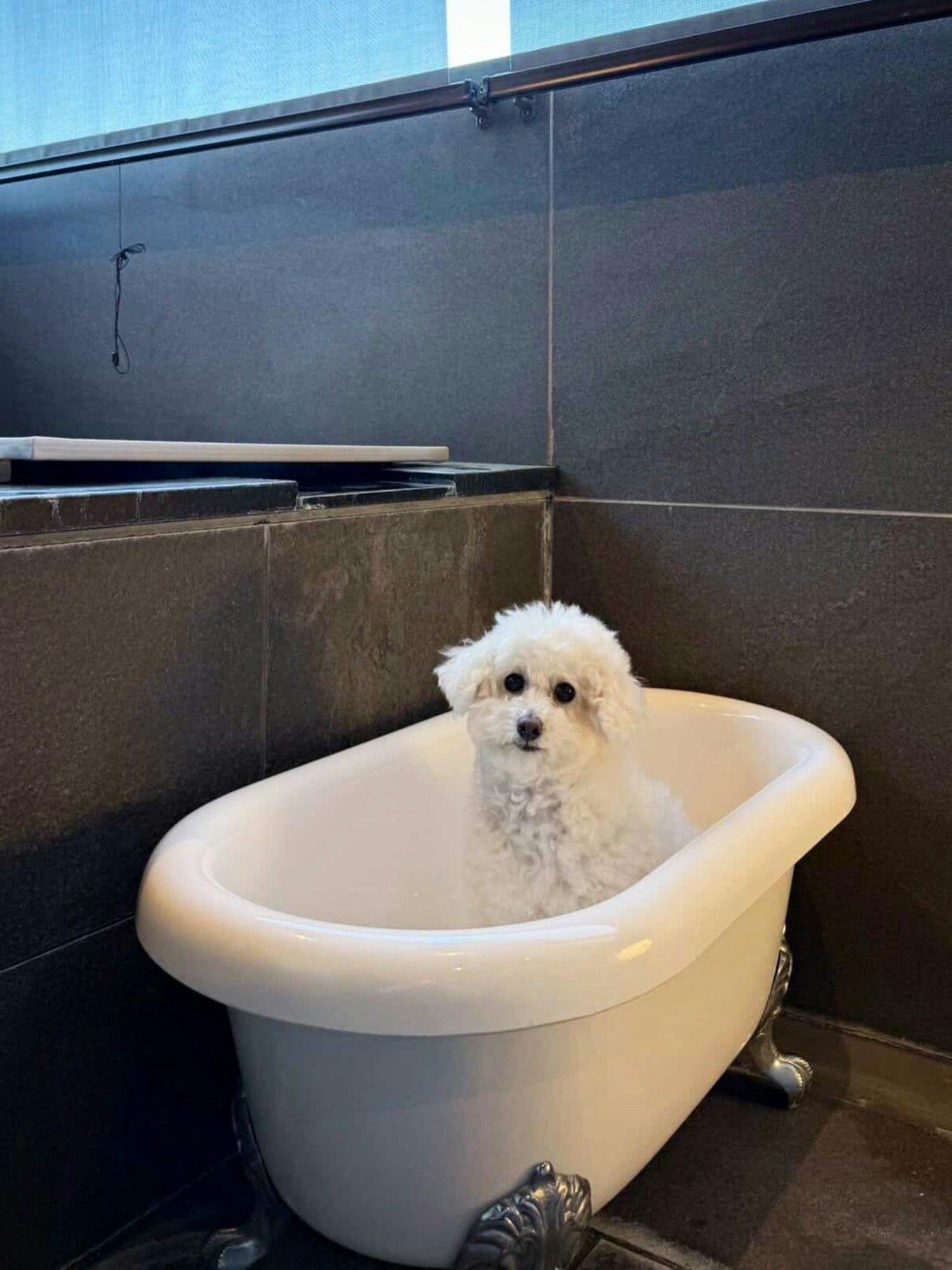 【Untuk tamu yang menginap】Chibi-chan.