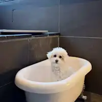 【Untuk tamu yang menginap】Chibi-chan.